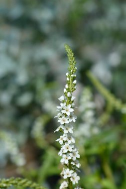 Gooseneck Loosestrife - Latince adı - Lysimachia clethroides