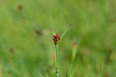 İnce yapraklı mı? Latince adı Dianthus Carthusianorum subsp. tenuifolius