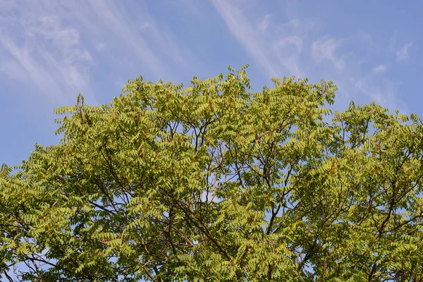 Arbre Ciel Contre Ciel Bleu Nom Latin Ailanthus Altissima — Photo