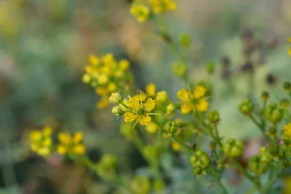 Közönséges Rue Yellow Flower Latin Név Ruta Graveolens — Stock Fotó