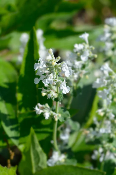 Catmint Snowflake Leaves Small White Flowers Latin Name Nepeta Racemosa — Zdjęcie stockowe