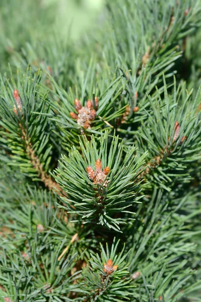 Карликовая Сосна Гном Латинское Название Pinus Mugo Gnom — стоковое фото