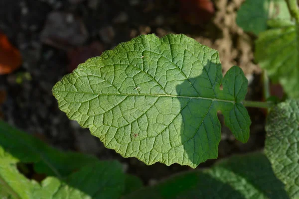 Indigo Woodland Sage Green Leaves Латинское Название Salvia Forsskaolii — стоковое фото