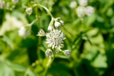 Carnic masterwort çiçekler - Latince adı - Astrantia carniolica