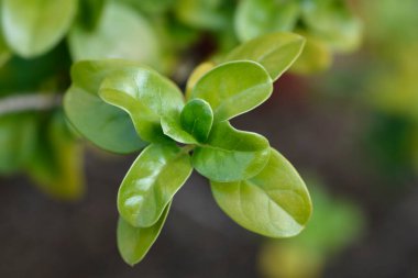 Ayna Bush ayrıldı - Latince isim - Coprosma tövbe etti