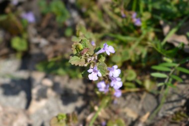 Yerden sarmaşık çiçekleri - Latince adı - Glechoma hederacea