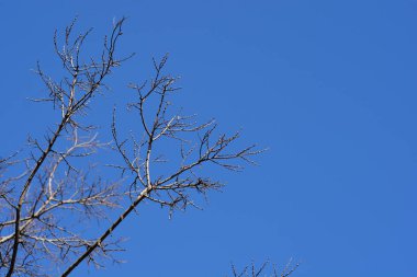 Mavi gökyüzüne karşı tomurcukları olan yaygın böğürtlen dalları - Latince adı - Kelt oksiti