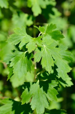 Altın frenk üzümü yaprakları - Latince adı - Ribes aureum