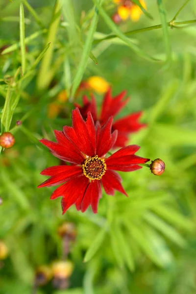Kwiat Rzepaku Zwyczajnego Nazwa Łacińska Coreopsis Tinctoria — Zdjęcie stockowe