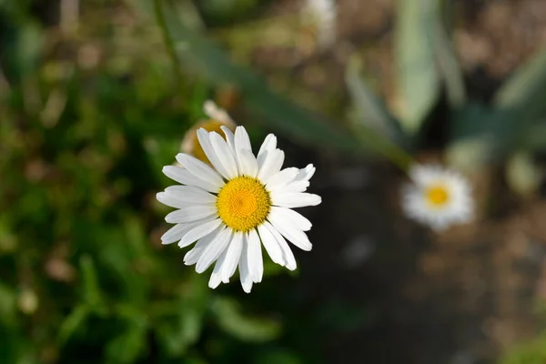 Shasta Papatya Çiçeği Latince Adı Leucanthemum Superbum Çılgın Daisy — Stok fotoğraf