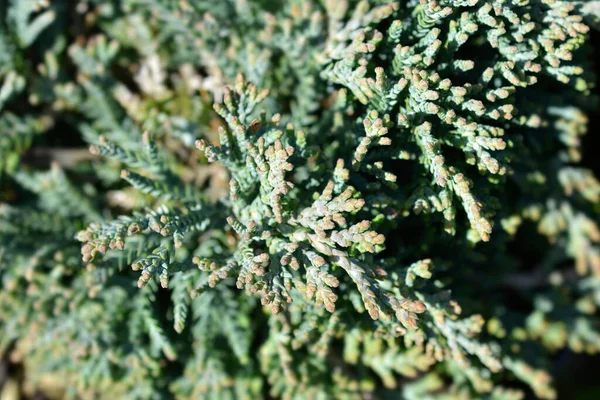 Creeping Juniper Icee Blue Brings Latin Name Juniperus Horiztalis Icee — стокове фото