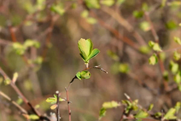 Van Houttes Spiraea Branch New Leaves Latin Name Spiraea Vanhouttei — Stock Photo, Image