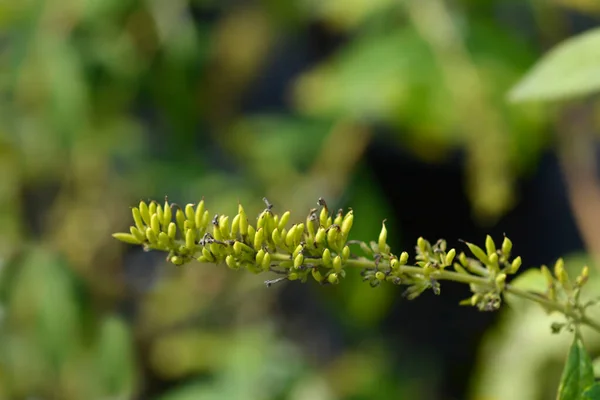 stock image Summer lilac branch with fruit - Latin name - Buddleja davidii 