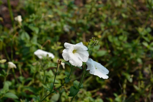 Velké Bílé Petúnie Květiny Latinský Název Petúnie Axillaris — Stock fotografie