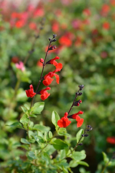 Sage Royal Bumble Kırmızı Çiçekleri Latince Adı Salvia Greggii Royal — Stok fotoğraf