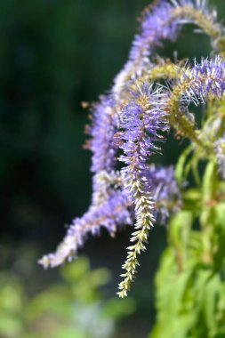 Sakhalin Adası 'ndan (Rusya) endemik veronicastrum - Latince adı - Veronicastrum sachalinense