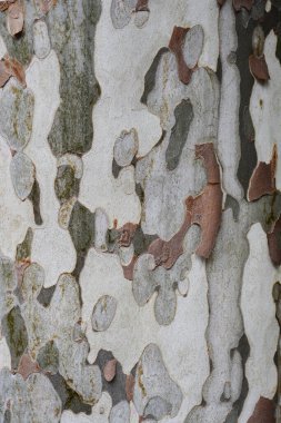 Londra uçak kabuğu detayı - Latince adı Platanus x hispanica (Platanus x acerifolia)