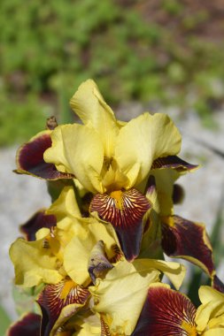 Uzun sakallı süsen çiçekleri - Latince adı - Iris barbata elatior Yüksek Komuta