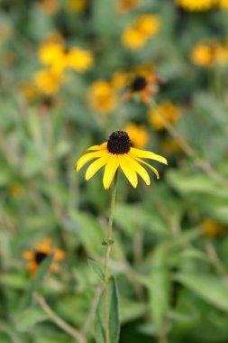 Deams coneflower, Latince adı Rudbeckia fulgida var. Deamii.