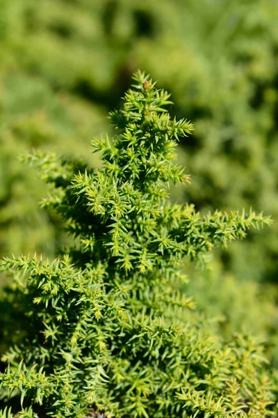 Cedro Giapponese Twinkle Toes Rami Nome Latino Cryptomeria Japonica Twinkle — Foto Stock