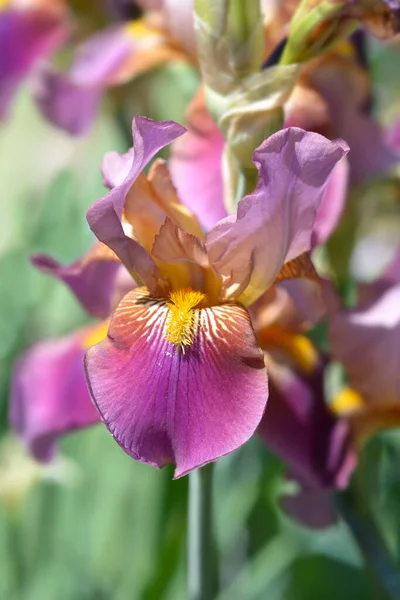 수염을 Nombolt Flower 라틴어 Iris Barbata Elatior Depute Nombolt — 스톡 사진