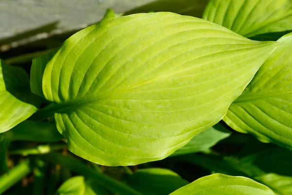 Plantain Lily Leaves Nama Latin Hosta Hybrid — Stok Foto