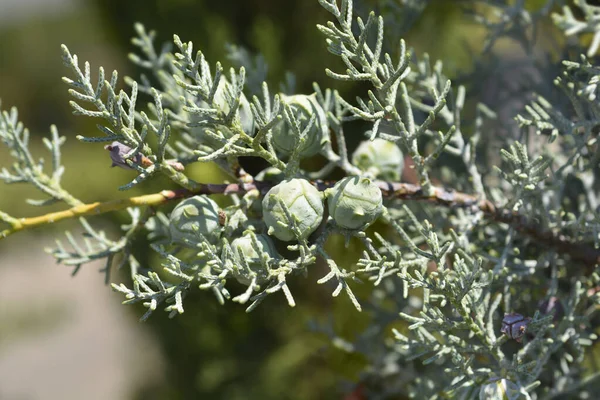 Blue Arizona Cypress Branch Cones Latin Name Cupressus Arizonica Fastigiata — Zdjęcie stockowe