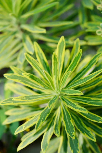 Scarge Ascot Rainbow Leaves Λατινική Ονομασία Euphorbia Martinii Ascot Rainbow — Φωτογραφία Αρχείου