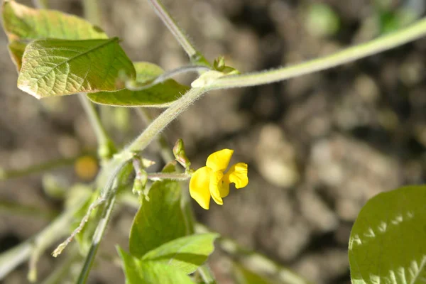 Black Gram Leaves Yellow Flowers Latin Name Vigna Mungo — Photo