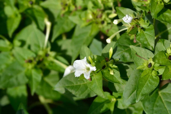 Cuda Peru Białe Kwiaty Czarne Nasiona Łacińska Nazwa Mirabilis Jalapa — Zdjęcie stockowe