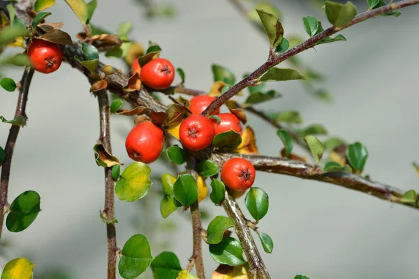 Blackburn Cranberry Cotoneaster Branch Red Berries Latin Name Cotoneaster Apiculatus — Stock Photo, Image