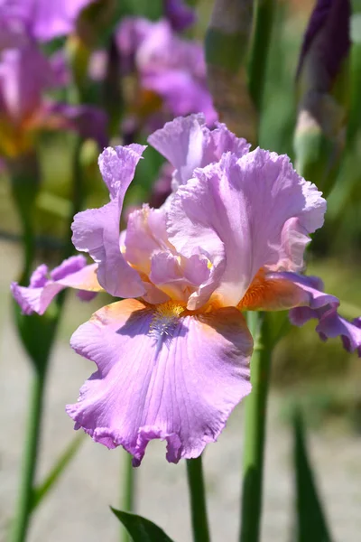 Lang Bebaarde Iris Geile Lorri Bloem Latijnse Naam Iris Barbata — Stockfoto
