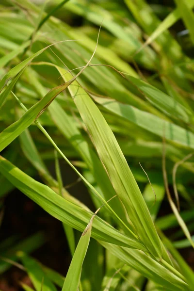 Hakone Grass Sunflare Leaf Латинська Назва Hakonechloa Macra Sunflare — стокове фото