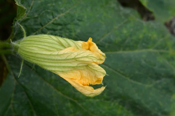 stock image Giant pumpkin flower bud - Latin name - Cucurbita maxima