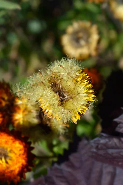 Straw Flower Hairy Seed Head Latin Name Xerochrysum Bracteatum — Stockfoto