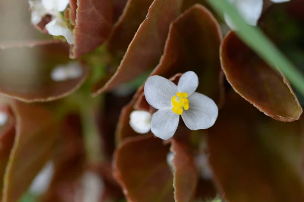 Begonia de cerca fotos de stock, imágenes de Begonia de cerca sin royalties  - Página 3 | Depositphotos