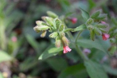 Kırmızı akciğer otu çiçekleri - Latince adı - Pulmonaria rubra