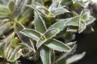 Pussy ears hairy leaves - Latin name - Cyanotis somaliensis