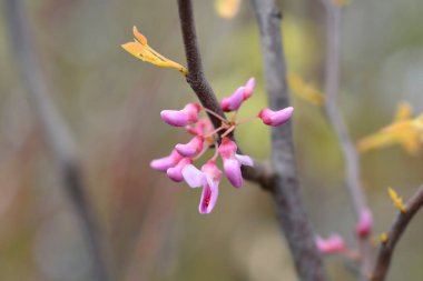 Eastern Redbud The Rising Sun branch with flowers and new leaves - Latin name - Cercis canadensis The Rising Sun