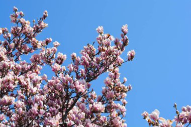 Magnolia branches with flowers against blue sky - Latin name - Magnolia x soulangeana