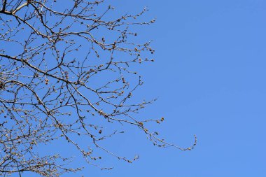 Mavi gökyüzüne karşı tohum ve tohum taşıyan Londra uçak dalları Latince adı Platanus x hispanica