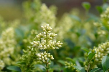 Delavay privet flower buds - Latin name - Ligustrum delavayanum