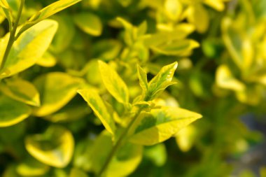Altın özel şube - Latince adı - Ligustrum ovalifolium Aureum