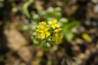 Yunan Mesane Çiçekleri - Latince adı - Alyssoides utriculata