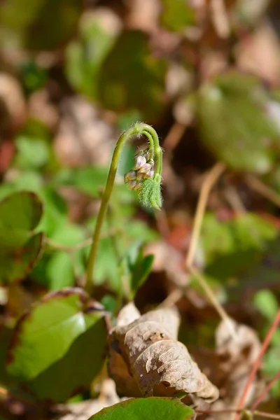 Alpine Barrenwort Flowers Leaves Latin Name Epimedium Alpinum — Zdjęcie stockowe