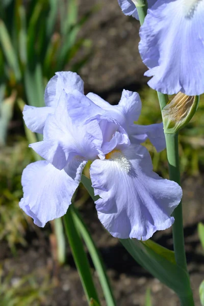 Tall Bearded Iris Eleanors Pride Flower Latin Name Iris Barbata — ストック写真