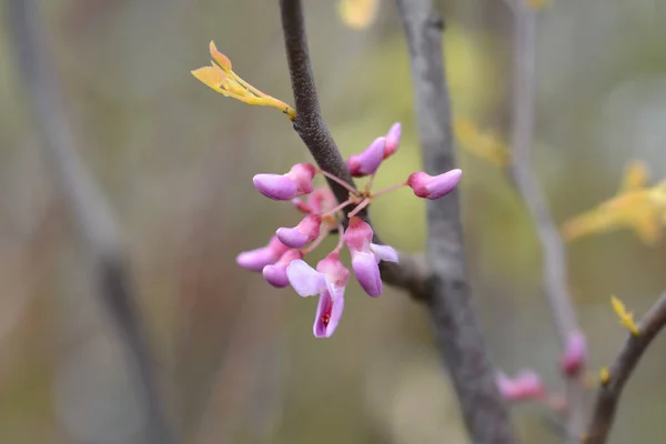 Eastern Redbud Rising Sun Branch Flowers New Leaves Latin Name — Foto de Stock