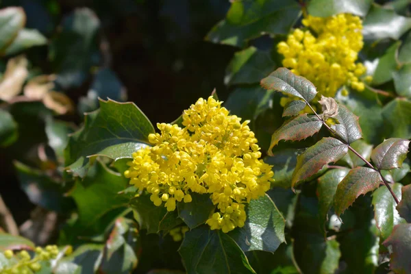 Oregon Grape Yellow Flowers Latin Name Berberis Aquifolium — Stock Photo, Image