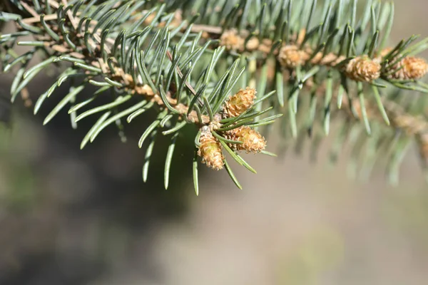 Kolorado Niebieskie Gałązki Świerku Nowych Pąków Igły Łacińska Nazwa Picea — Zdjęcie stockowe