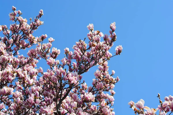 Μανόλια Κλαδιά Λουλούδια Κατά Του Γαλάζιου Ουρανού Λατινική Ονομασία Magnolia — Φωτογραφία Αρχείου
